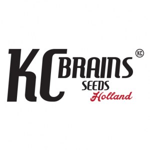 KC Brains
