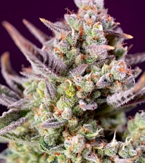 Sweet Zenzation XL Auto