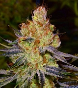 California orange bud