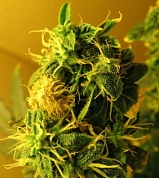 Northern Lights Auto