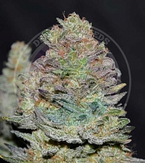 Delicious Cookies Auto