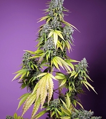 Jet Fuel Mandarine XL Auto