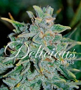 Northern Light Blue Auto