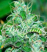 Fruity Chronic Juice