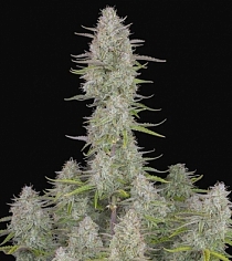 Wedding Cheesecake Auto